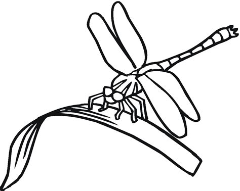 Dragonfly Coloring Pages - Kidsuki