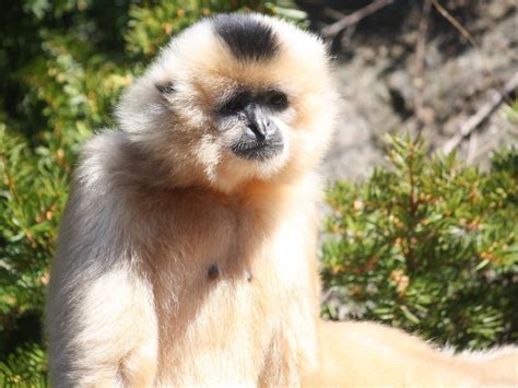 Gibbons: Interesting Facts About Vocal and Endangered Apes - Owlcation