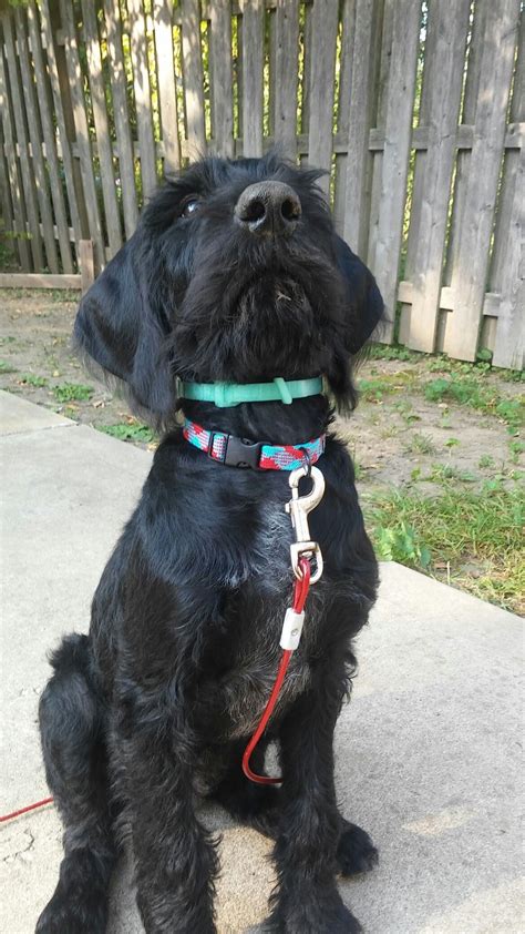 German Wirehaired Pointer Irish Wolfhound Lab Mix