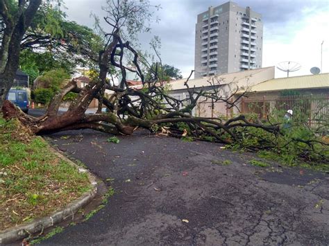 Chuva Forte Causa Quedas De árvores E Alagamentos Em Londrina Norte E