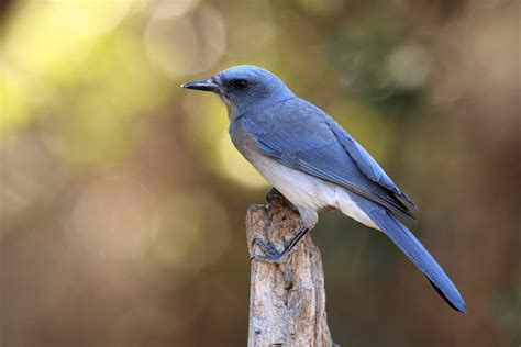 Chara Pecho Gris Neovolc Nica Aves De La Reserva Del Pedregal De San