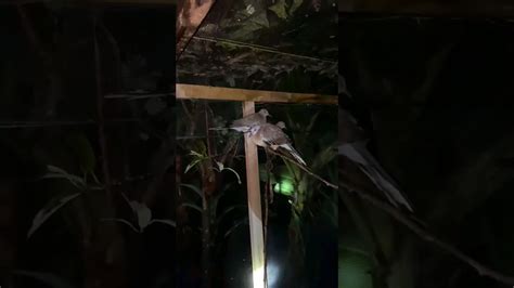 Cek Kondisi Aviary Di Malam Hari Hewan Burung Kicaumania Aviary