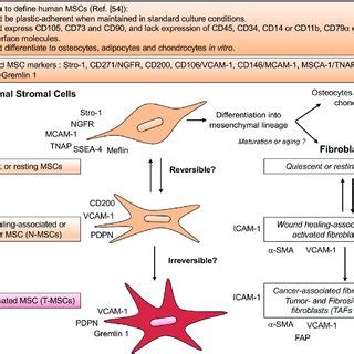 Tlr Priming Of Mscs The Classical View Of Msc Polarization