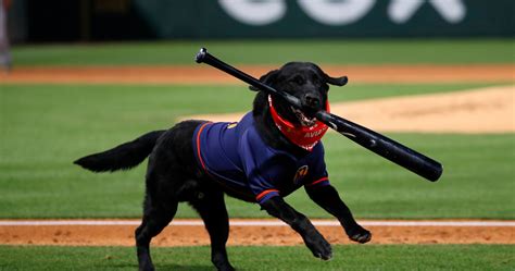 Video Watch Dog Play Baseball With Wiffle Bat Make Perfect Contact