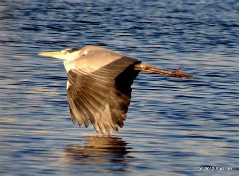 DSC 0349 Grey Heron Ardea cinerea Héron cendré by th Flickr