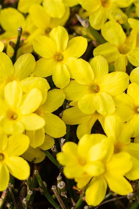 Buy January Winter Jasmine Jasminum Nudiflorum Free Shipping