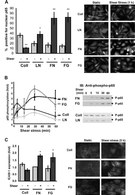 Figure 1 from The subendothelial extracellular matrix modulates NF κB