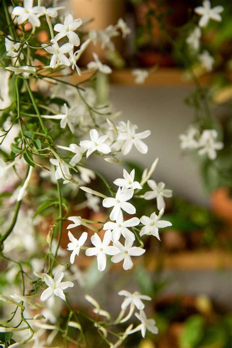 Growing Jasmine On A Trellis Or Wall How To Train Jasmine To Climb