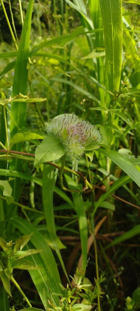 Foxtail Copperleaf From Nueva Esperanza Palenque Chis M Xico