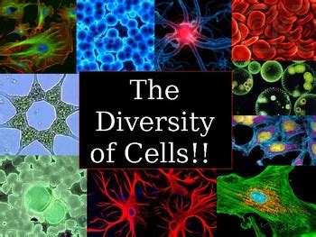 Cell Diversity PPT Middle School Life Science TpT