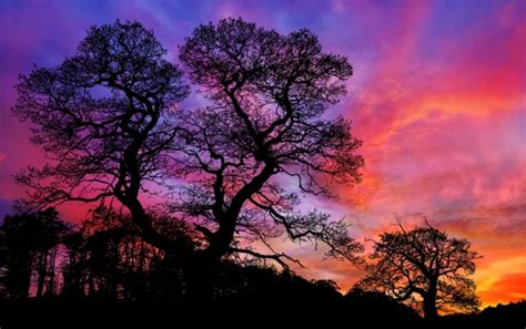 Landscape Sunset Trees Free Stock Photo - Public Domain Pictures