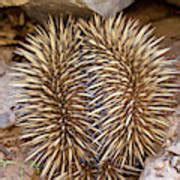 Short Beaked Echidna Tachyglossus Photograph By Martin Zwick Fine