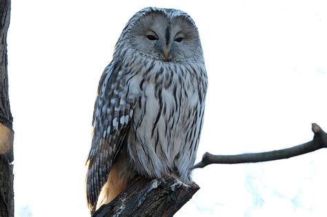 The Ural Owl Is Waiting For You At Zoo Leipzig