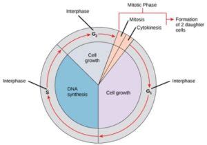 Eukaryotic Cell Division – Mt Hood Community College Biology 102