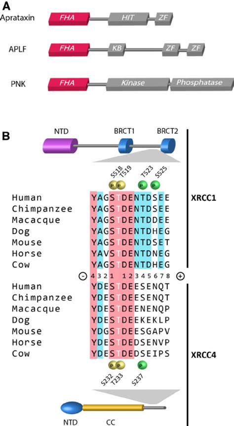 Domain Structure And Ck Phosphorylation Sites Of Dna Repair Proteins