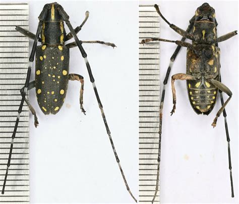 Yellow Spotted Longicorn Beetle From Gouerkou Village Shucheng County