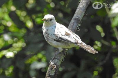 Leucismo En Turdus Grayi Mirla Parda Tinam Birding Reserva Natural