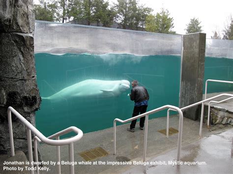 Jonathan Bird's Blue World: Blue World filming at the Mystic Aquarium!