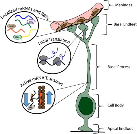 Local Gene Regulation In Radial Glia Lessons From Across The Nervous