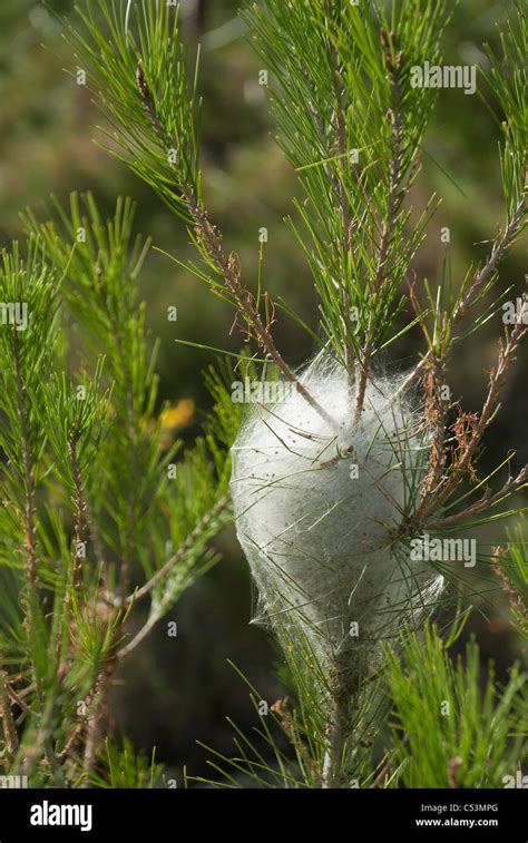 Les Larves De La Chenille Processionnaire Du Pin Un Important Ravageur