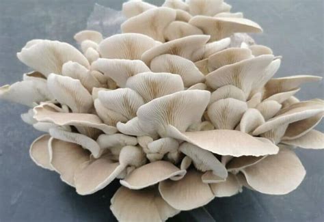 Summer Oyster Mushroom PHOENIX Pleurotus Pulmonarius On Grains Grow