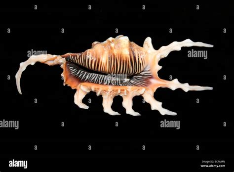 Scorpion Conch Shell Lambis Scorpius Hi Res Stock Photography And