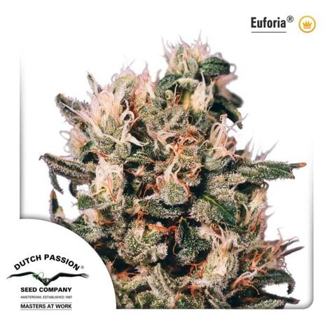 Sale of Euforia seeds from Dutch Passion