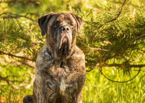 Brindle Mastiff: Facts, Origin & History (With Pictures) | Hepper