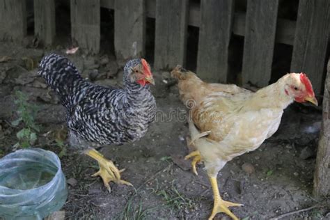 Chickens Raised in an Organic Farm Stock Image - Image of practiced, calarasi: 123141845