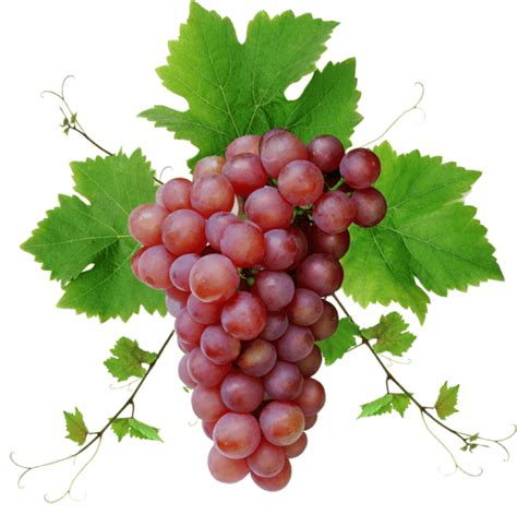 Grapes clipart transparent background, Grapes transparent background Transparent FREE for ...