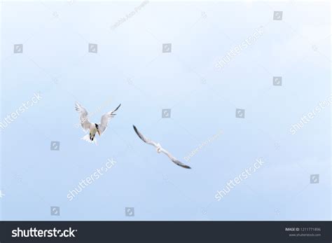 Royal Tern Seabirds Thalasseus Maxima Hovering Stock Photo 1211771896