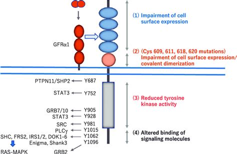 Intracellular Signaling Pathways Activated By Ret Via Phosphotyrosines Download Scientific