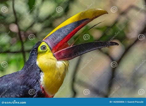 Black Mandibled Toucan Stock Photo Image Of Detail 142000806