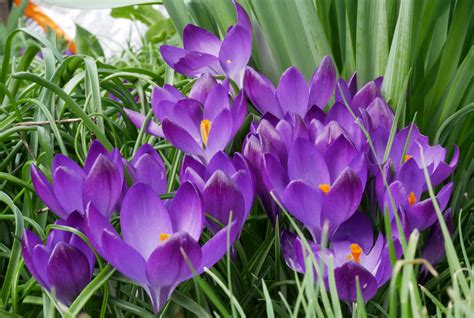 K Crocuses Closeup Violet Snow Hd Wallpaper Rare Gallery