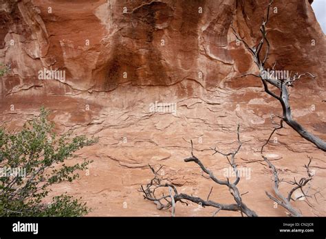 Dead Tree Branches Against Red Rocks Arches National Park Moab Utah