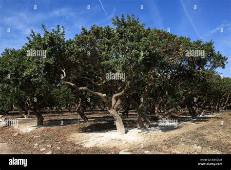 Mastic Trees At Pyrgi Village On Chios Island Greece Stock Photo Alamy