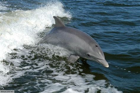 Common Dolphin Facts & Pictures: The World's Most Abundant Cetacean