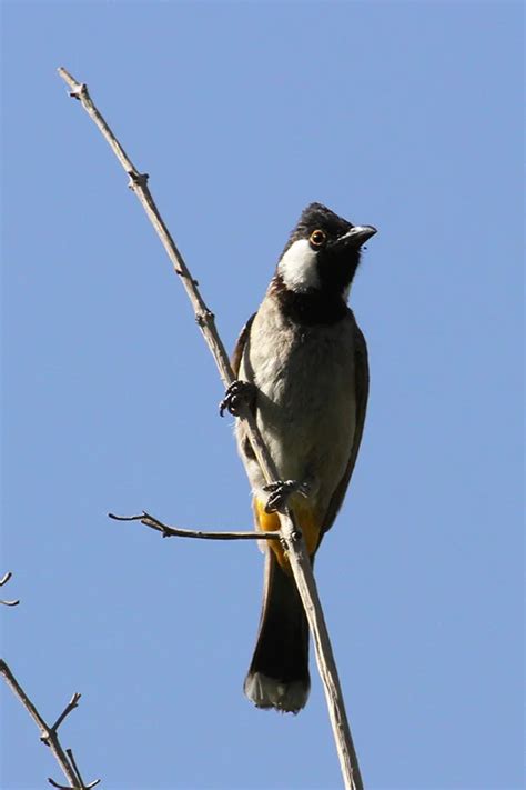 Details White Eared Bulbul Birdguides