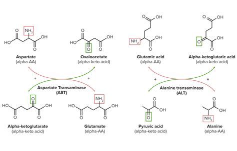 Oxaloacetic Acid Decomposition