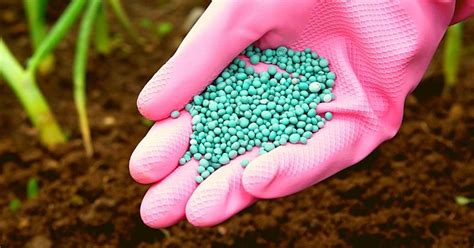 5-10-10 Fertilizer: What is it + How to apply it