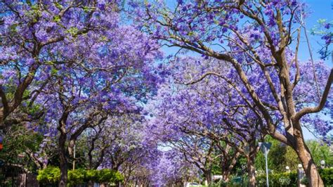 Jacaranda Estas Son Las Propiedades Medicinales De La Planta