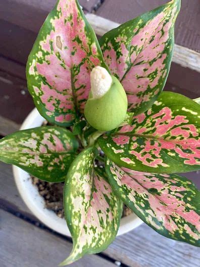 A Green And Pink Plant In A White Pot