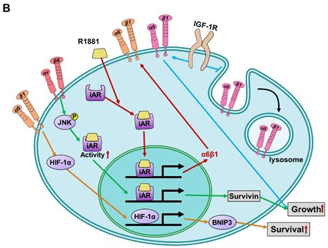 Cells Free Full Text Integrins And Actions Of Androgen In Breast Cancer