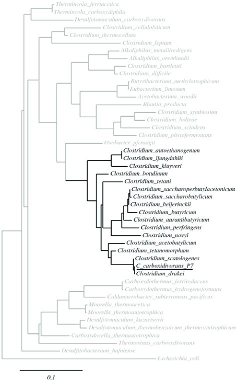 Phylogenetic Tree Phylogenetic Tree Based On Complete 16S RRNA