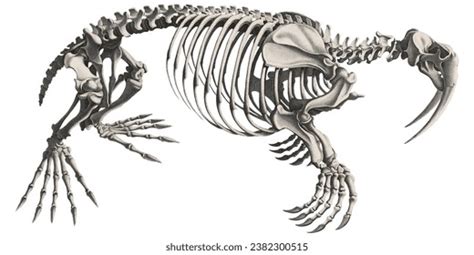 Walrus Skeleton