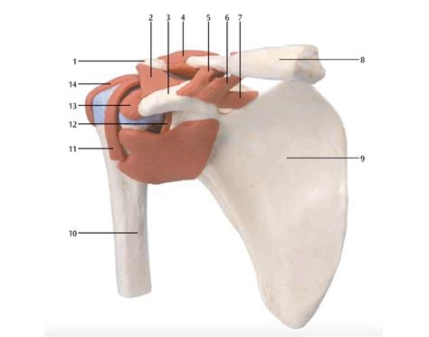 Shoulder - AC Joint Model Quiz