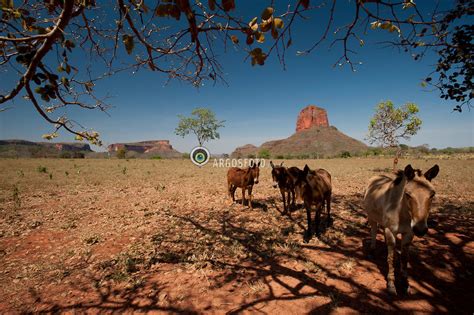 Jumentos Na Serra Da Petrovina Em Pedra Preta Mt Argosfoto