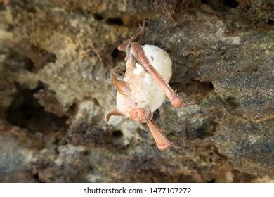 Vampire Bat Sleeping Cave Hanging On Stock Photo 1477107272 | Shutterstock