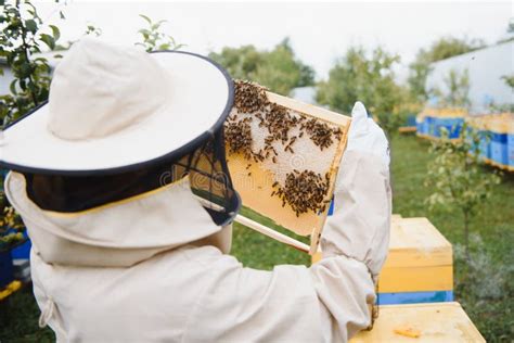 Apicultores De Apicultura En Las Abejas En Vuelo Foto De Archivo