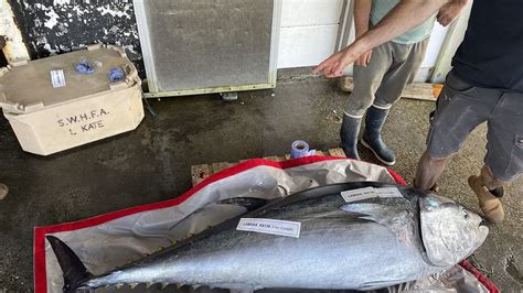 Atlantic Bluefin Tuna Measuring Ft And Weighing More Than Stones Is